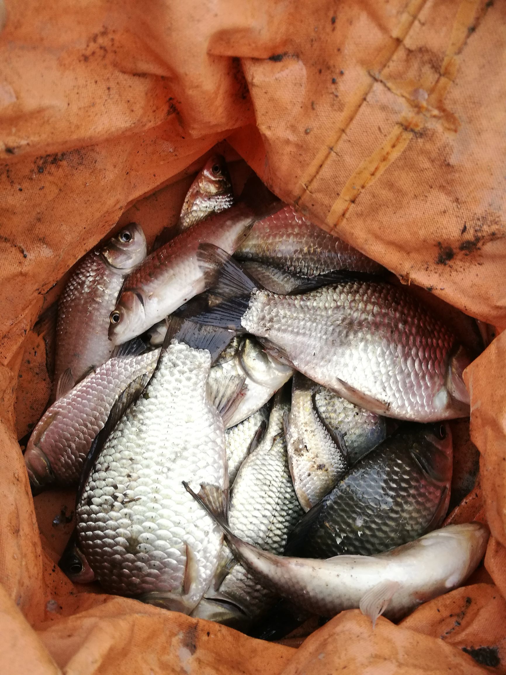 钓鲫鱼浮漂如何收竿,鱼坑钓鲫鱼规避大鱼技巧