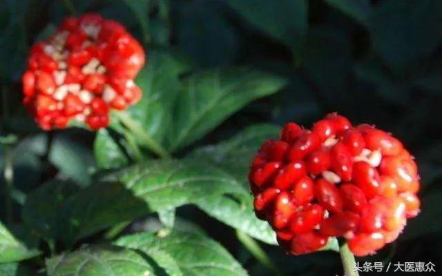 「百草知乎001」三七虽好，不是谁都能用