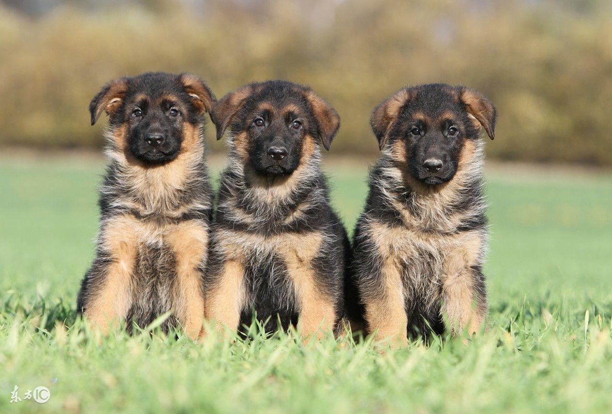 如何挑选一只血统纯正的德牧,怎么挑选好的德牧小犬