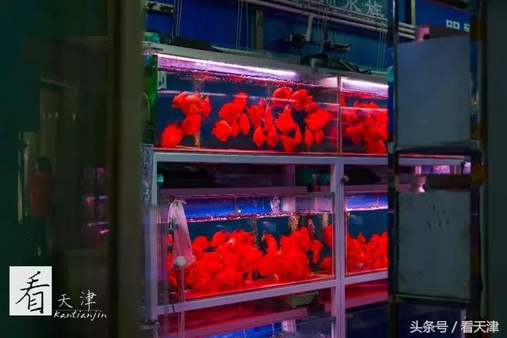 天津宝鸡道花鸟鱼虫市场鹦鹉全吗,天津市宝鸡道花鸟鱼虫市场文玩