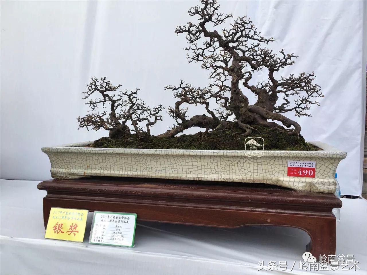 雀梅盆景100幅欣赏,珍藏雀梅盆景图片