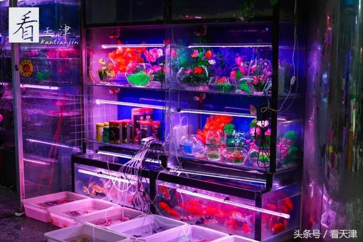 天津宝鸡道花鸟鱼虫市场鹦鹉全吗,天津市宝鸡道花鸟鱼虫市场文玩