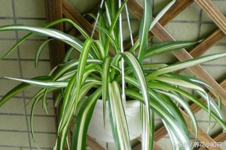 吊兰叶尖黄什么原因,吊兰移植后叶黄是什么原因