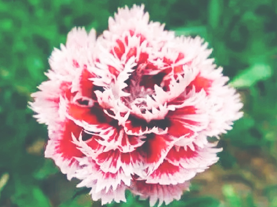 全球十大最美的国花,所有国家的国花大全