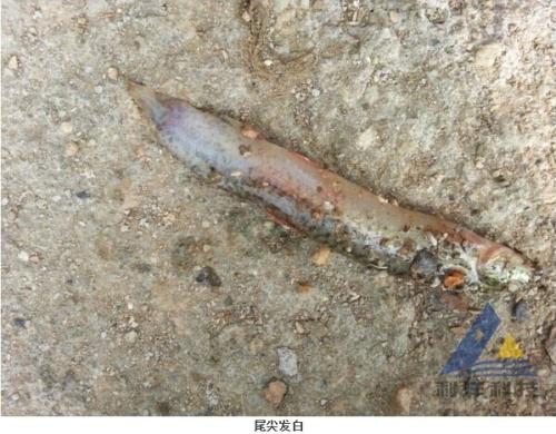 泥鳅病害防治技术规程,泥鳅苗得了气泡病怎么办