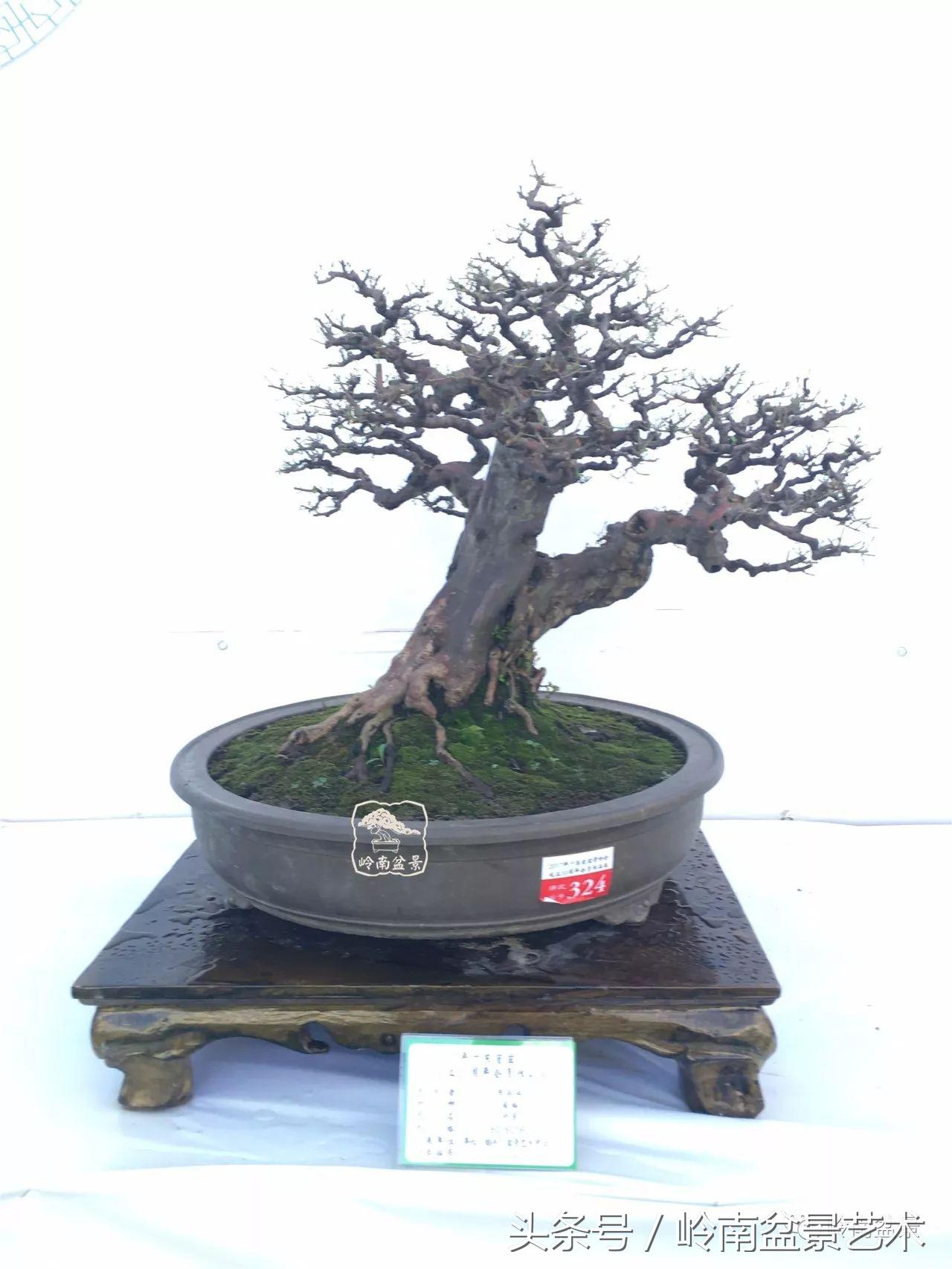 雀梅盆景100幅欣赏,珍藏雀梅盆景图片