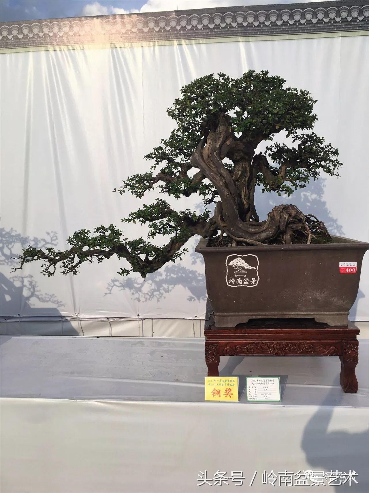 最值得收藏的六种盆景树种,十大珍贵盆景