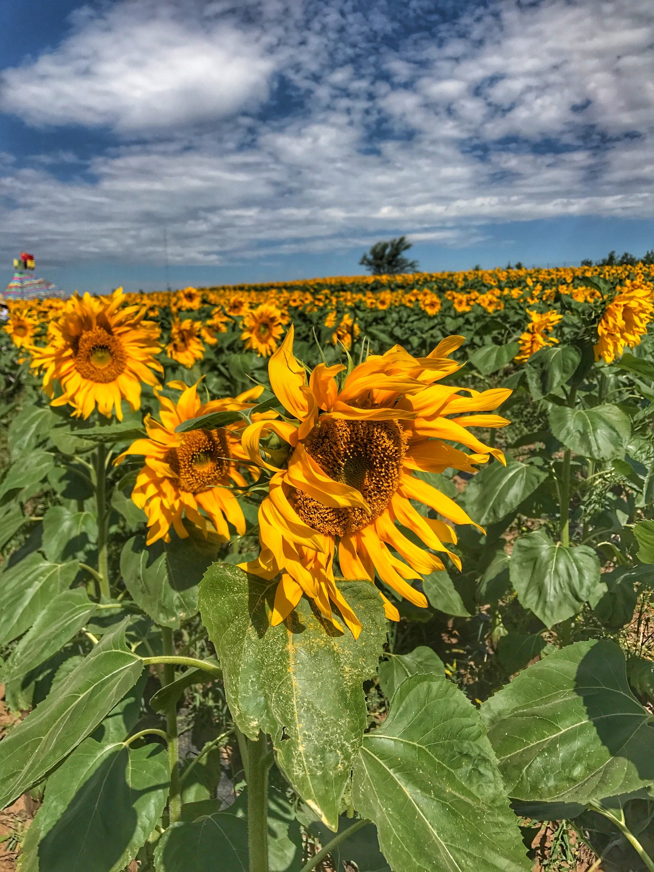 手机摄影作品也可以美不胜收,秋天手机摄影作品欣赏