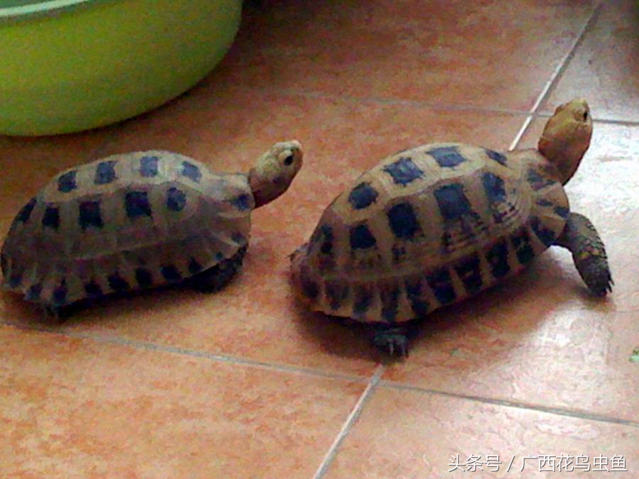 鸫龟先生饲养乌龟注意事项,三种龟的养殖方法