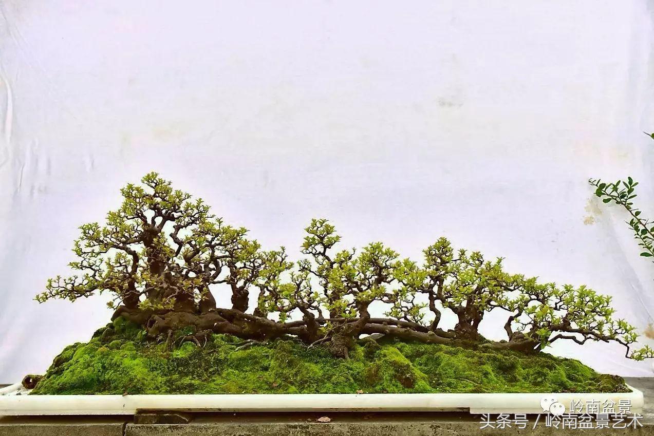 雀梅盆景100幅欣赏,珍藏雀梅盆景图片