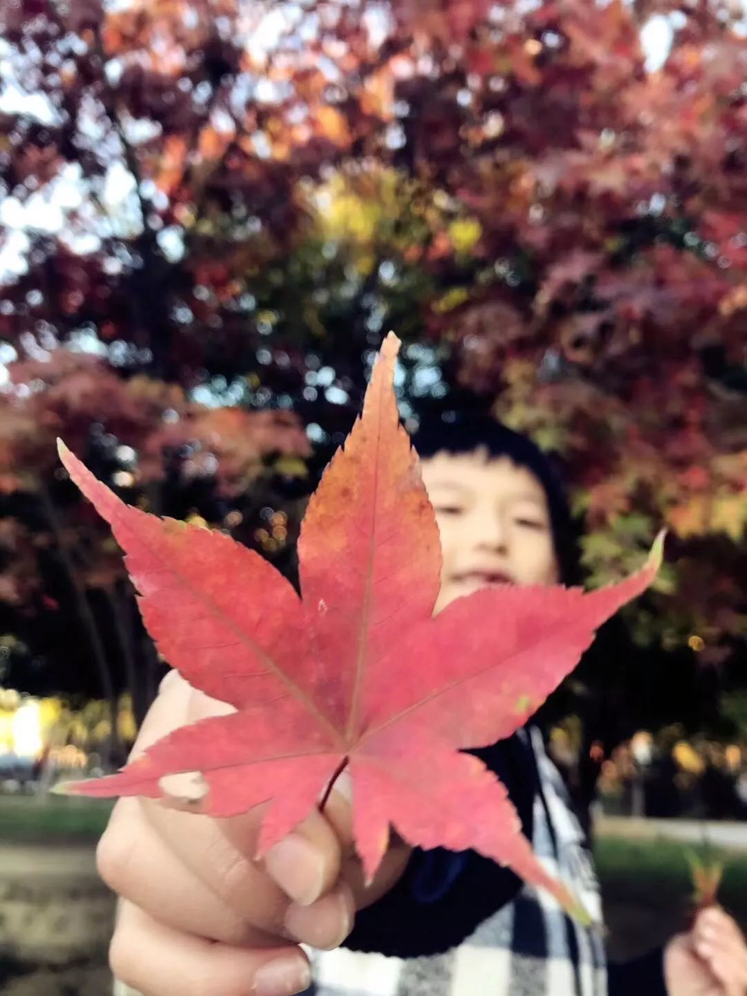 手机摄影作品也可以美不胜收,秋天手机摄影作品欣赏
