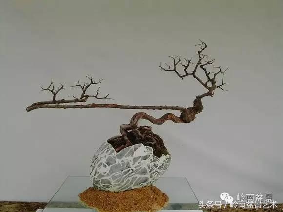 雀梅盆景100幅欣赏,珍藏雀梅盆景图片