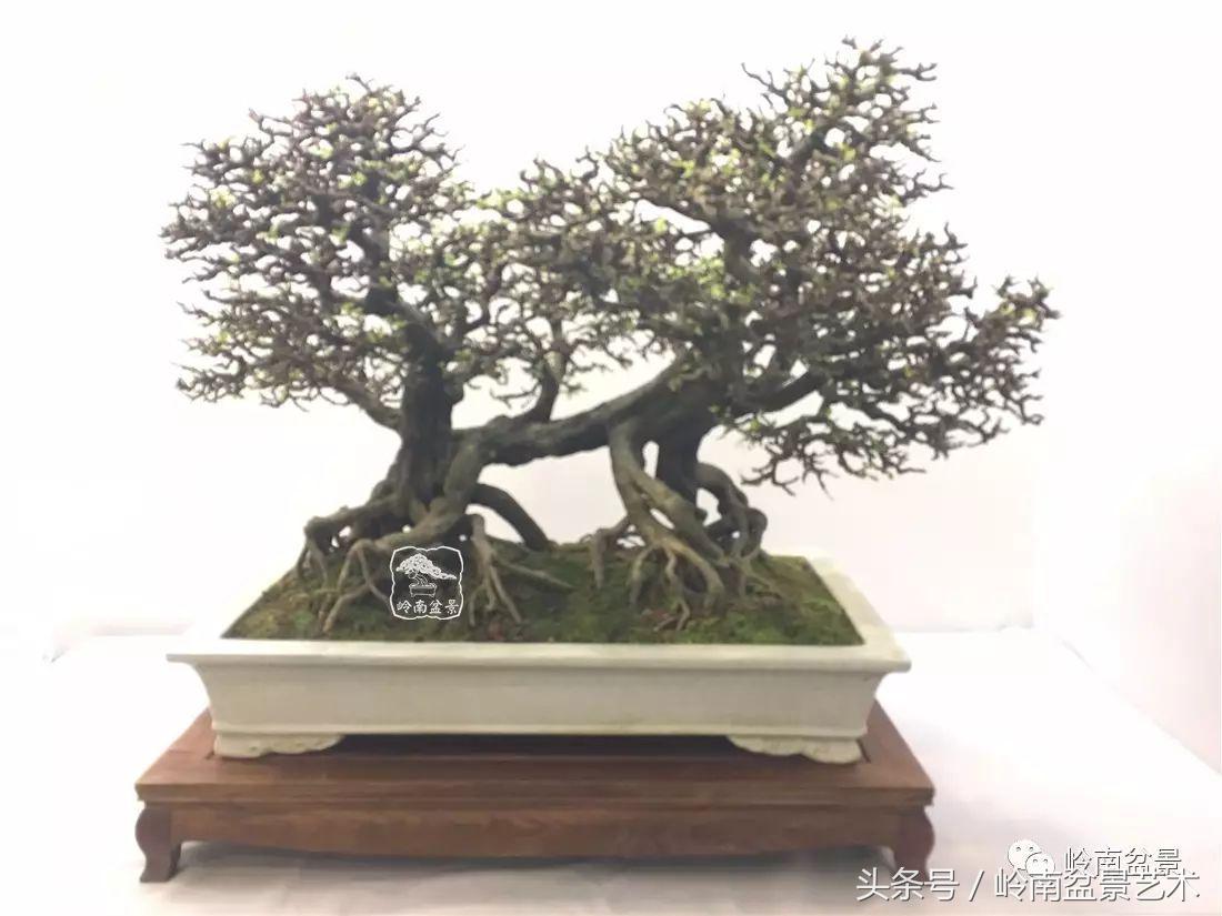 精品盆景雀梅杜鹃罗汉松,最美的100盆雀梅盆景建议收藏