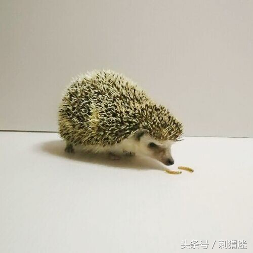 宠物刺猬到底应该喂什么——活饵篇