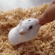 仓鼠可爱瞬间把人萌得要命,仓鼠有多可爱就有多调皮