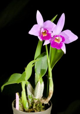 极简风客厅花卉效果图,花卉形状图片大全