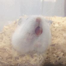 仓鼠的激萌反应瞬间萌化,仓鼠是不是萌化了