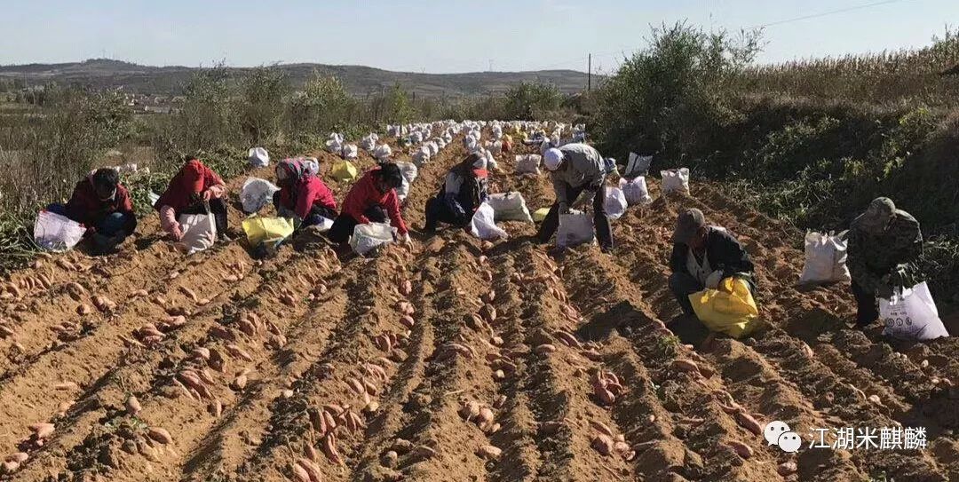 没了推着“汽油罐”的小贩,我们还能去哪吃甜到流汁儿的烤红薯?