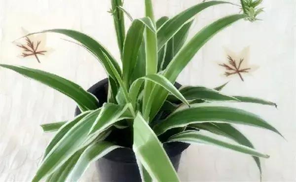 绿萝叶片不翠绿,绿萝长得很茂密