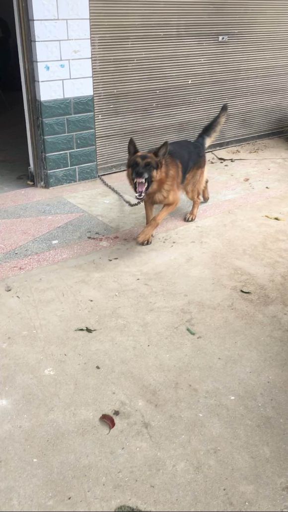 如果狗狗不认主怎么办,如果狗狗不认识你了怎么办