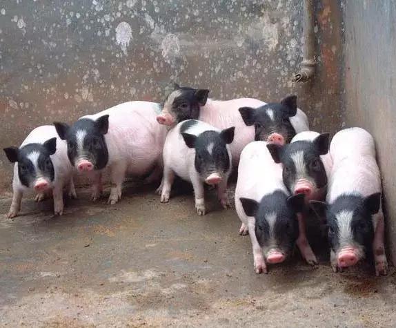 养殖巴马香猪,养殖巴马香猪需要办什么手续