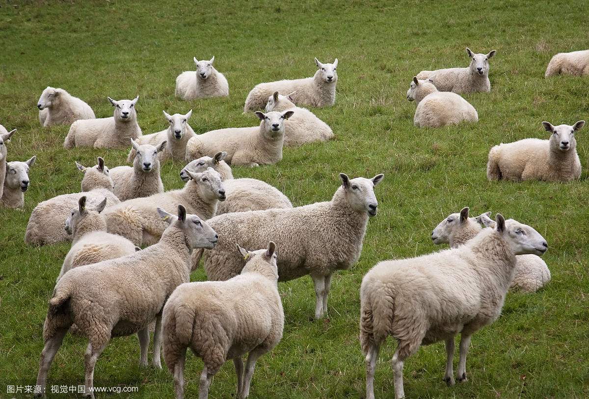 提高家畜繁殖力的主要措施有哪些,提高羊多产的方法