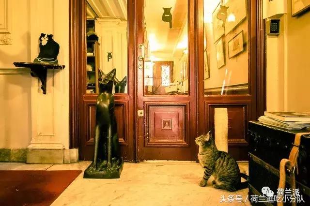 同样是撸猫，看看荷兰人和我们有什么不一样！