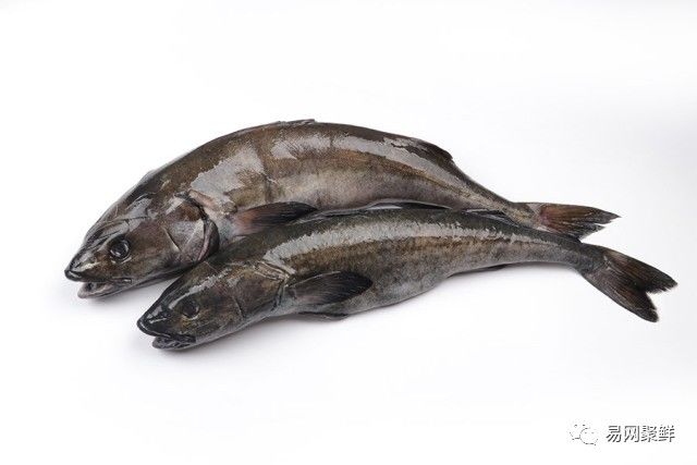 海产市场常见鱼有哪些品种,中国市场常见的进口鱼有哪些