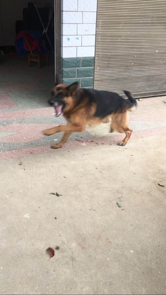 如果狗狗不认主怎么办,如果狗狗不认识你了怎么办