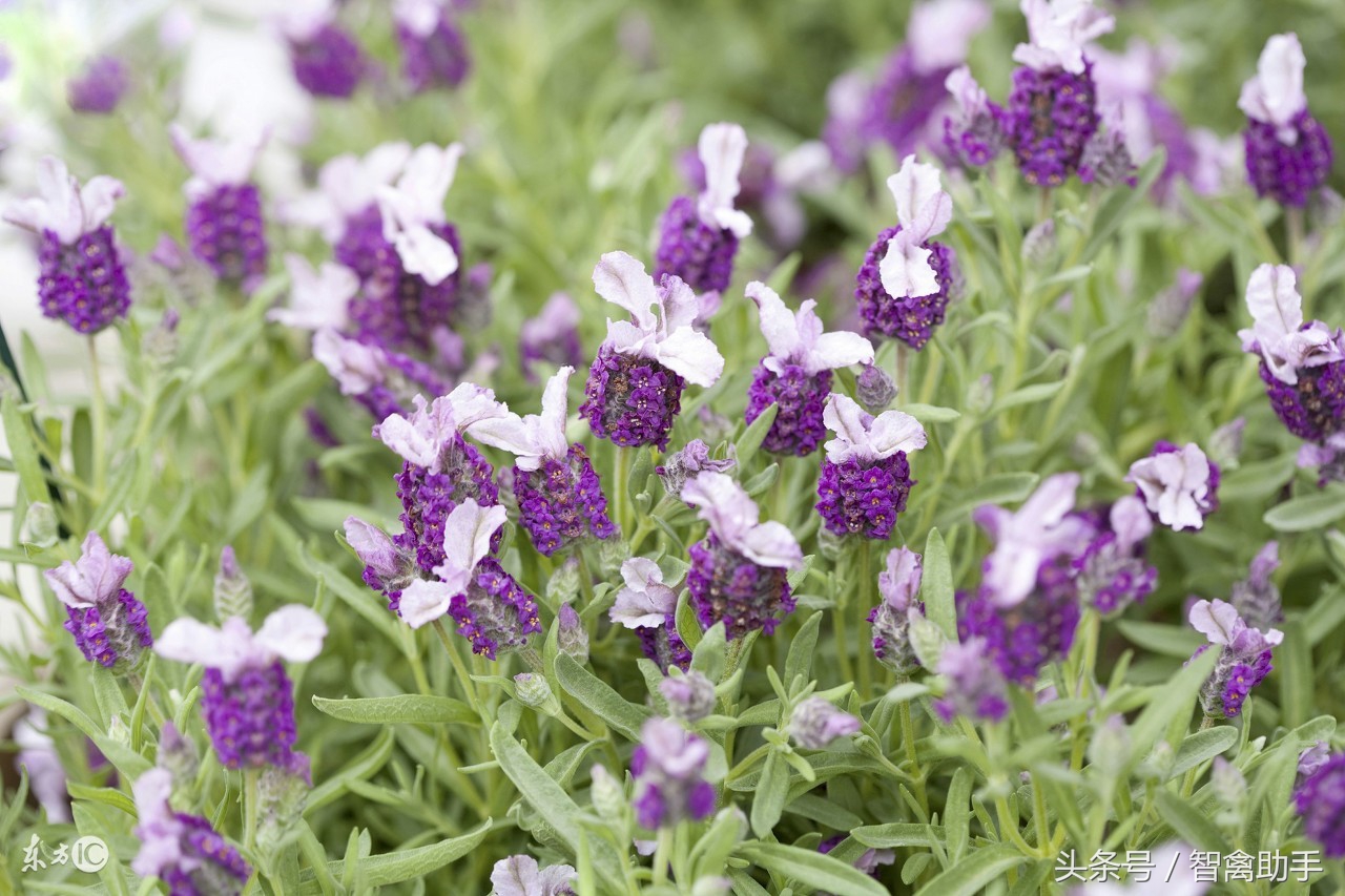 薰衣草枯死了怎么办及图片,薰衣草的病害