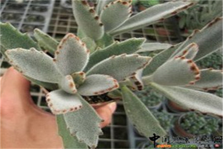 月兔耳多肉,月兔耳的叶子为什么变软还有点卷