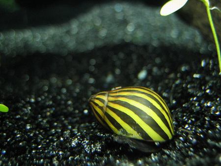 草缸螺类品种大全,草缸螺类