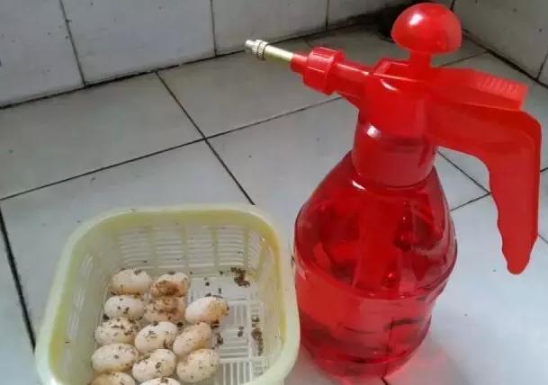 乌龟下蛋时要用什么东西帮它孵化,乌龟孵化过程中为什么出现变异