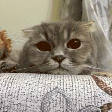 猫的耳朵时冷时热,猫的耳朵热和凉