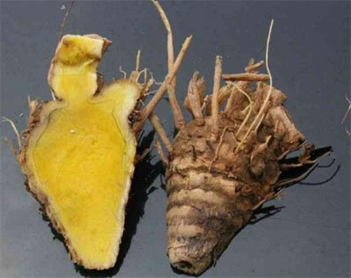 田七和莪术的区别,莪术和醋莪术有什么区别