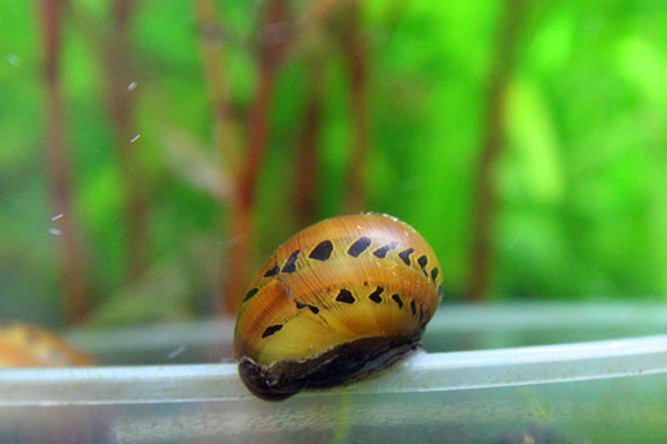 草缸螺类品种大全,草缸螺类