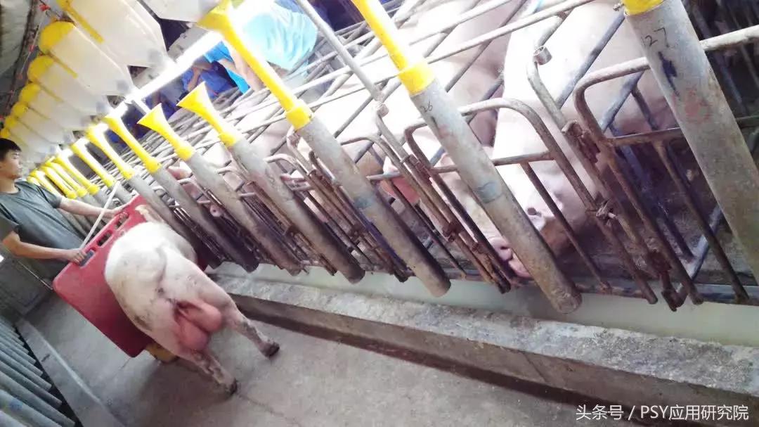 延长光照光合作用,延长光照时间可以提高光照强度吗