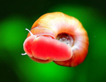 草缸螺类,草缸螺类大全图解