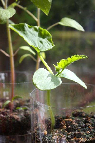 可乐瓶自制灌溉喷雾,可乐罐制作盆栽浇水器