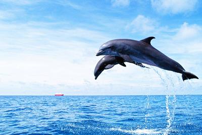 巴厘岛旅游景点大全排名榜单,巴厘岛旅游必去景点排行榜