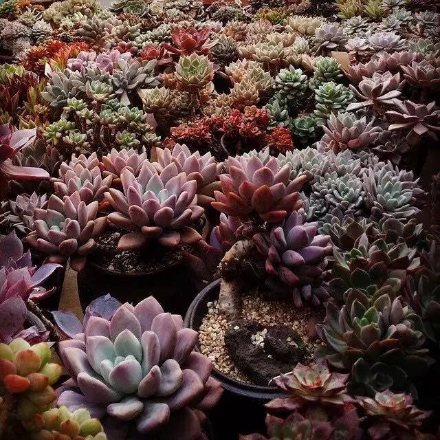 肉友推荐养的多肉植物,国外肉友养的多肉