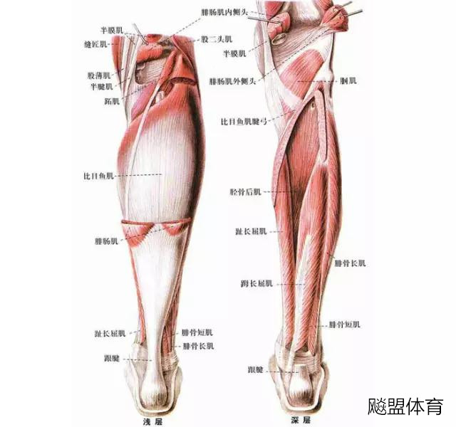 弹跳力提高训练方法,弹跳力最有效训练法视频