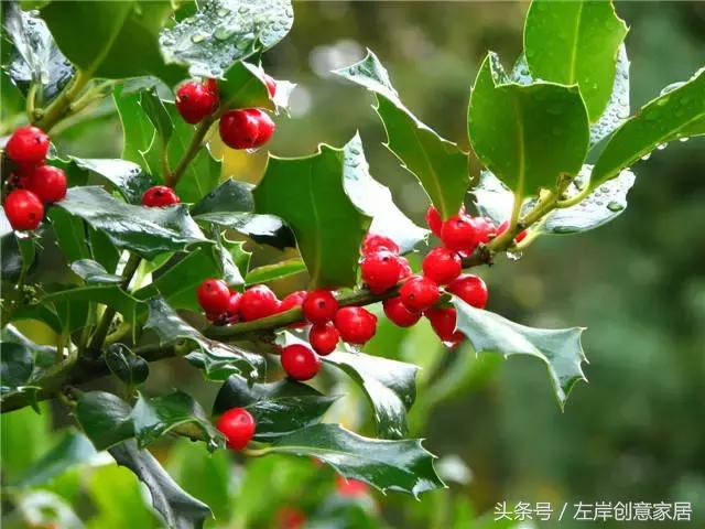 100种室内植物大全,户外小景观植物大全