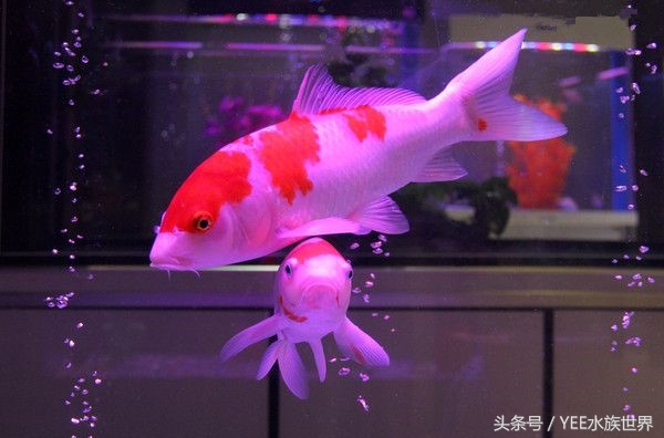 鱼缸升级最好的方法,新手鱼缸如何升级