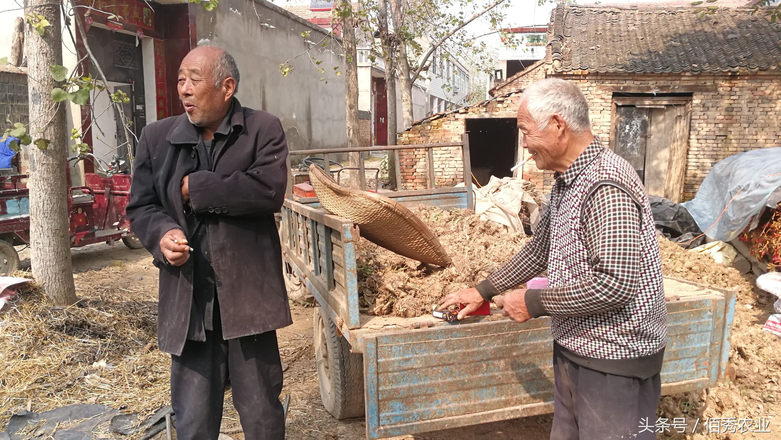 农村创业种植什么药材赚钱,一亩地能挣五万块的药材
