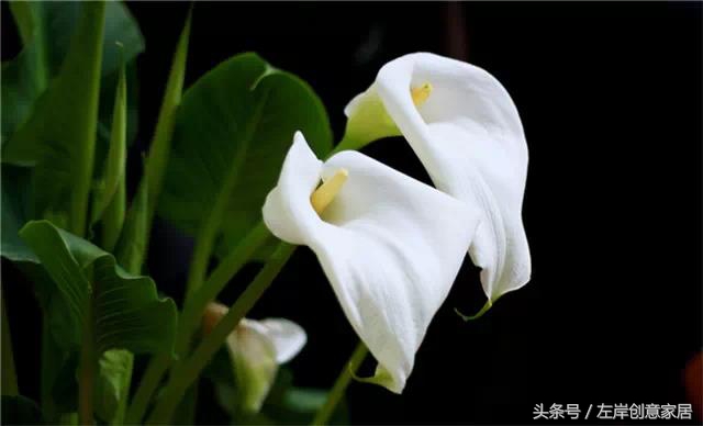 100种室内植物大全,户外小景观植物大全