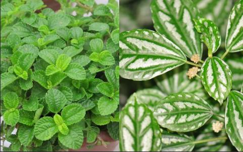 什么花好养又吸收尼古丁,屋里养什么绿植吸收尼古丁和尘土