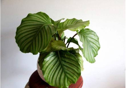 什么花好养又吸收尼古丁,屋里养什么绿植吸收尼古丁和尘土