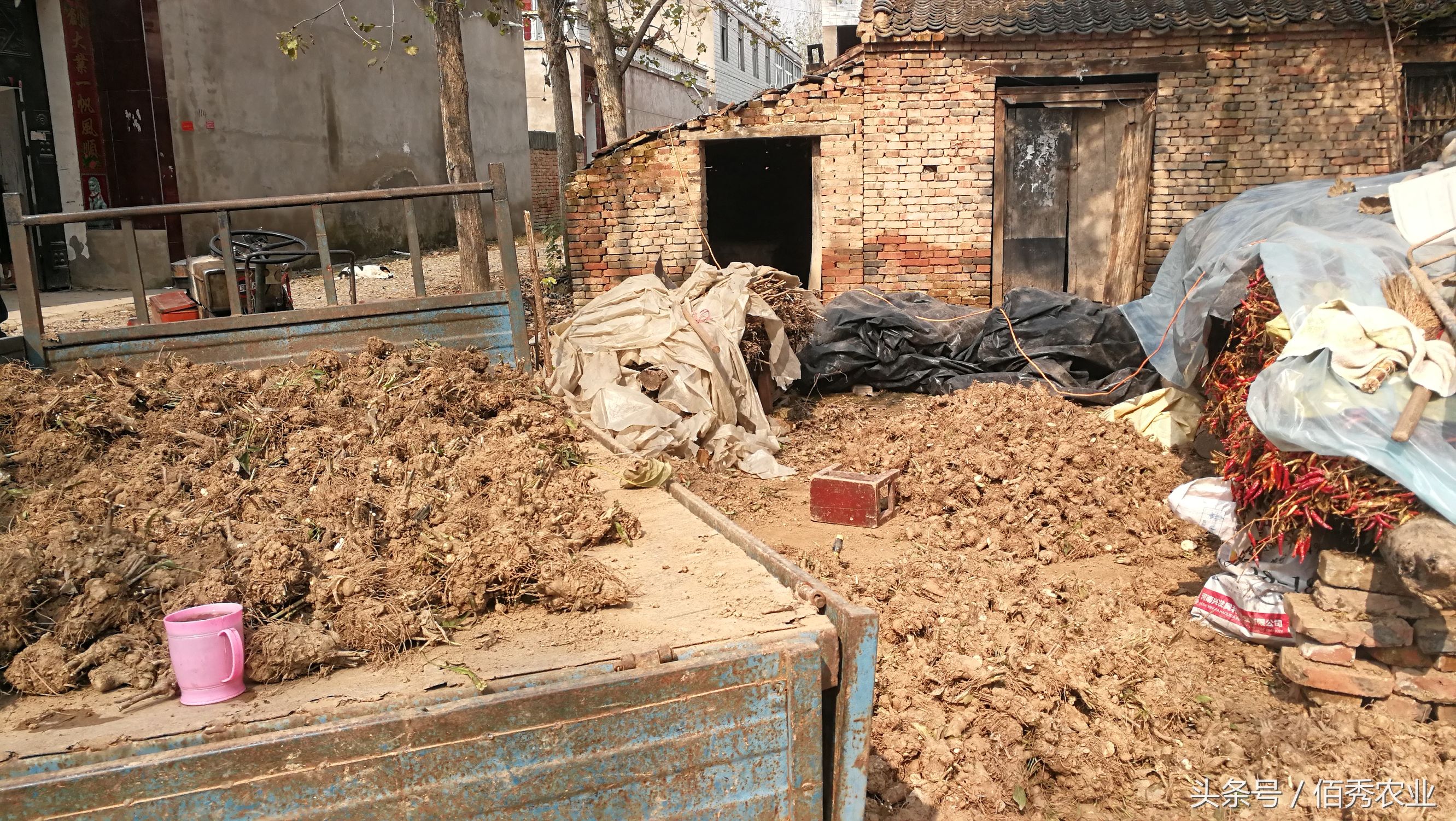 农村创业种植什么药材赚钱,一亩地能挣五万块的药材