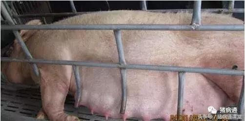 母猪过预产期7天仔猪能活吗,母猪临产前的症状及护理仔猪方法